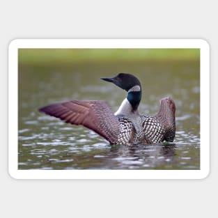 Common Loon - Buck Lake, Ontario Sticker